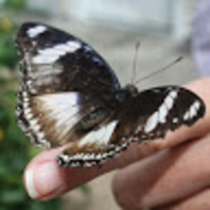 Meet your Posher, Bridget